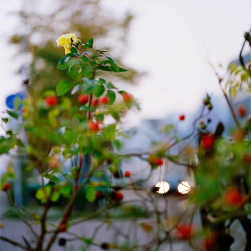 Fringe Nature by Jacquie Maria Wessels Fringe Nature Amsterdam 2019 Jacquie Maria Wessels