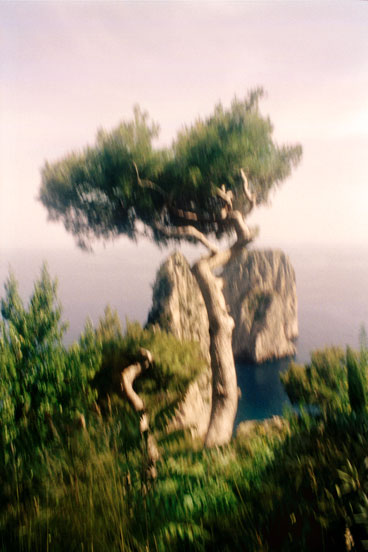 Memory Master Tree Capri Italy 2016 Jacquie Maria Wessels