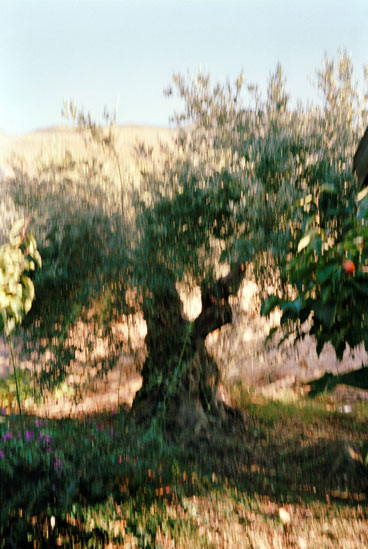 Memory Master Tree Sicily 2012 Jacquie Maria Wessels
