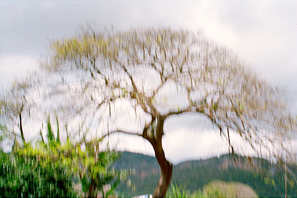 Memory master tree Cuba 2002 Jacquie Maria Wessels
