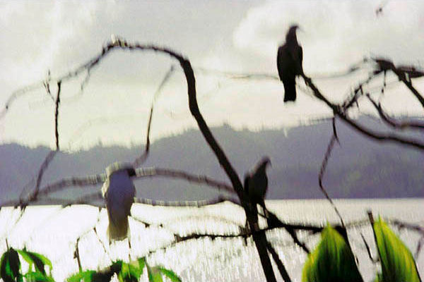 Memory master Sulawesi Indonesia by Jacquie Maria Wessels Memory master birds Sulawesi Indonesia 1993 Jacquie Maria Wessels